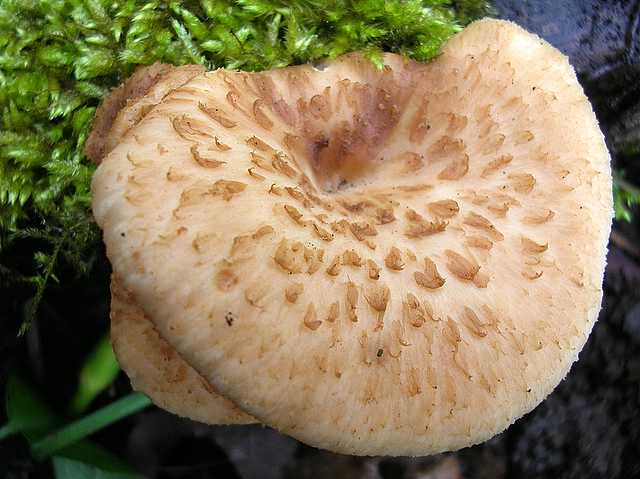 2005 :  Un anno di funghi